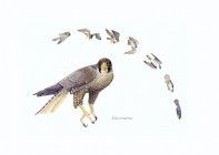 Peregrine Falcon