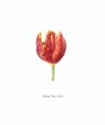 Red Tulip